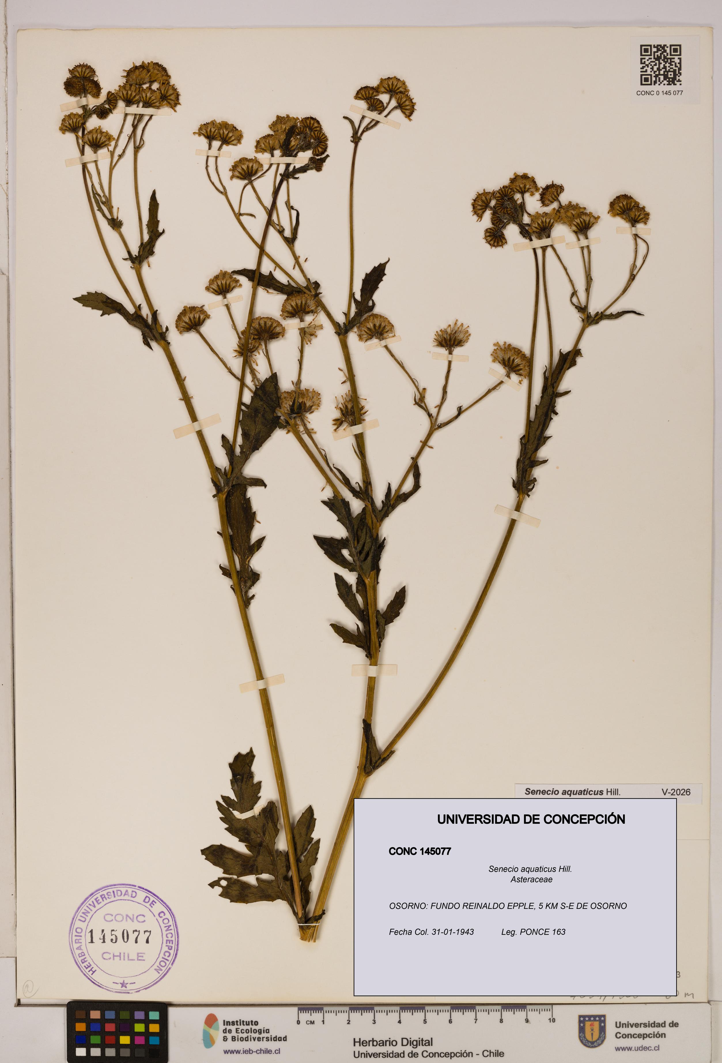 Senecio aquaticus [Espécimen: UDEC:CONC:0145077]