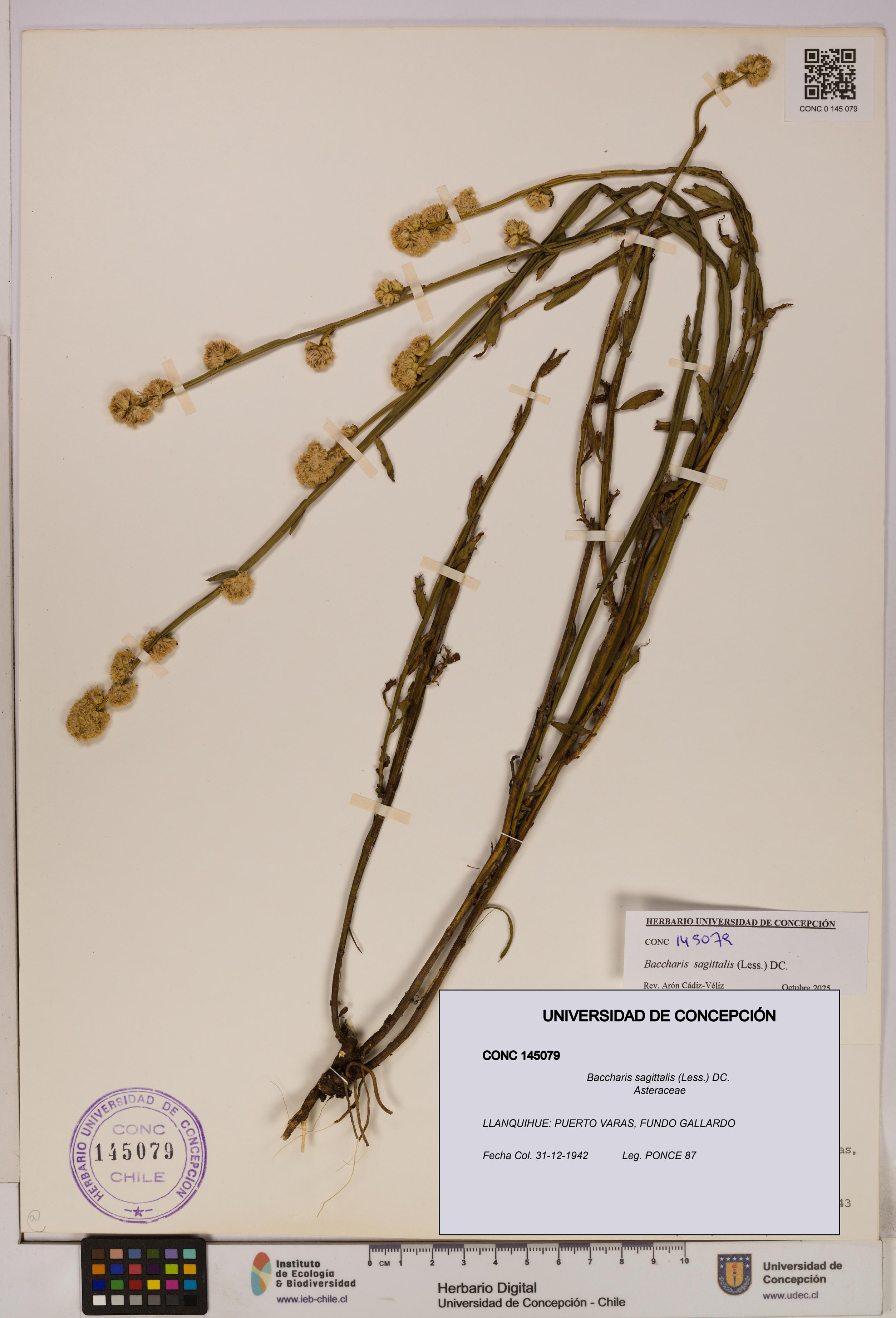 Baccharis sagittalis [Espécimen: UDEC:CONC:0145079]