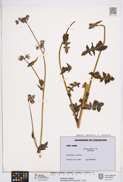 Sonchus asper [Espécimen: ]