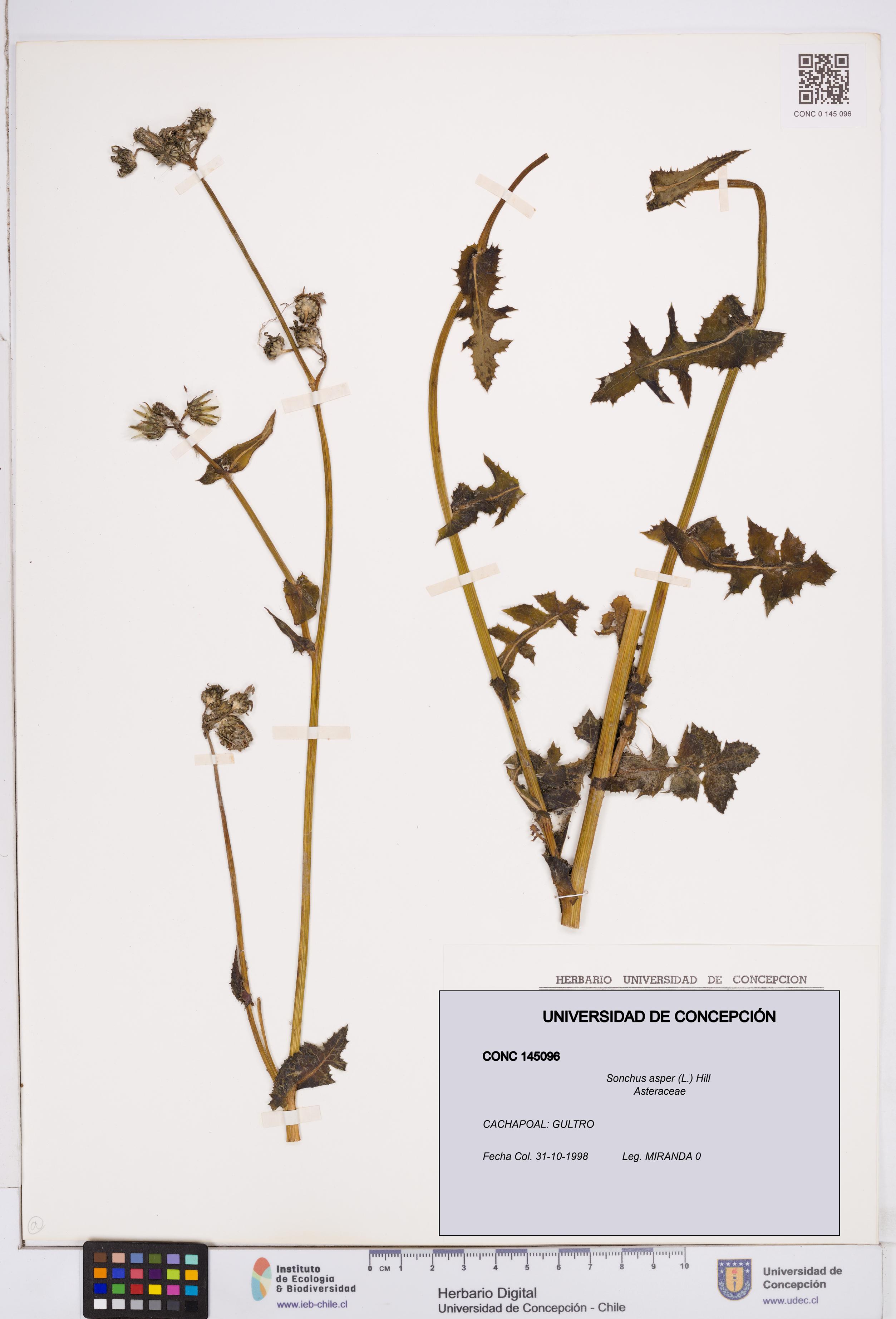 Sonchus asper [Espécimen: ]