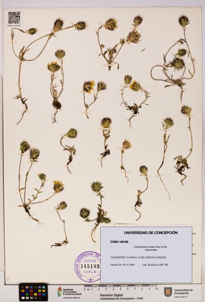 Chaetanthera ciliata [Espécimen: UDEC:CONC:0145103]