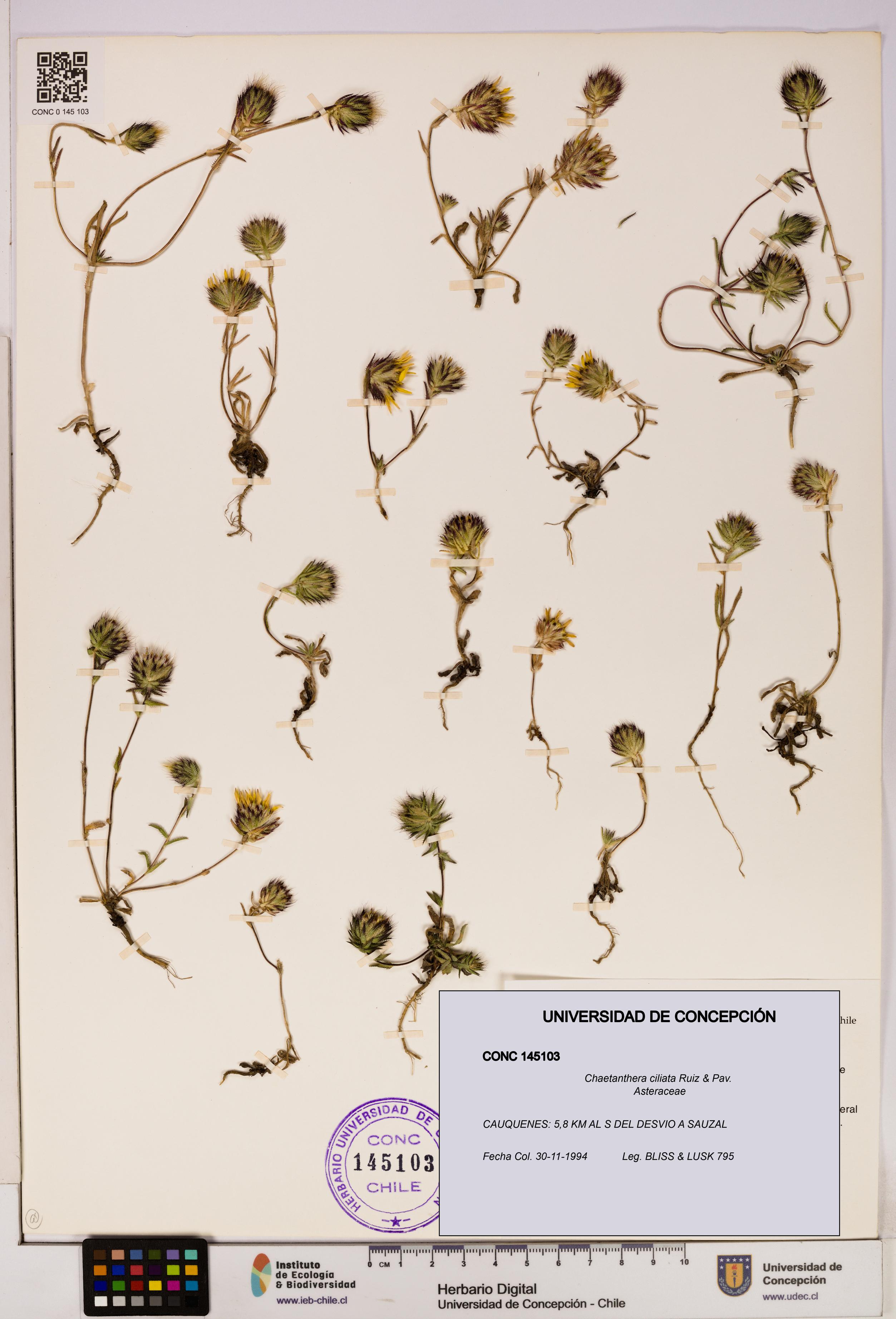 Chaetanthera ciliata [Espécimen: UDEC:CONC:0145103]