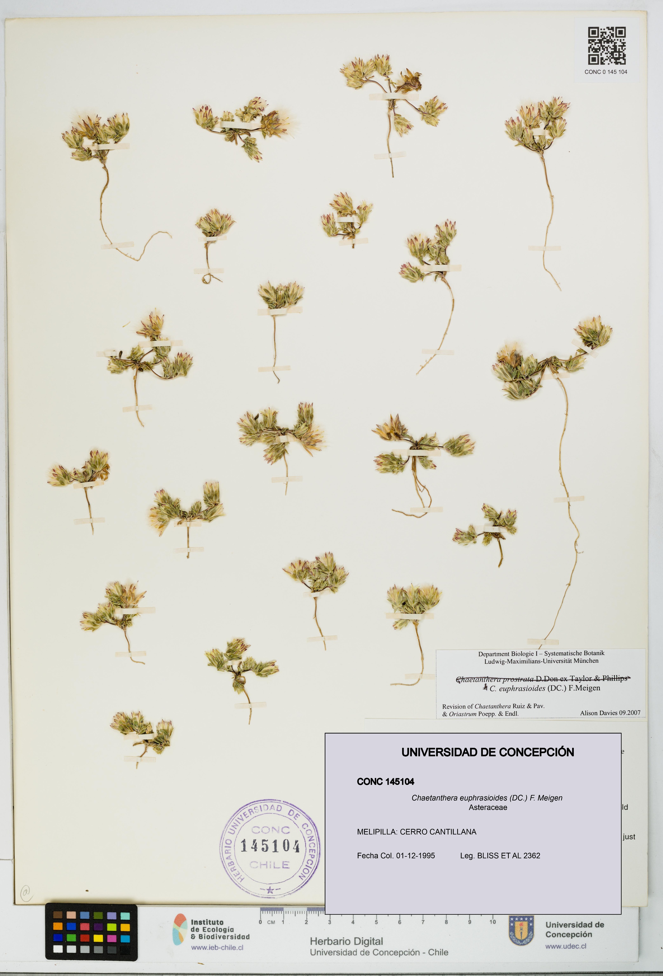 Chaetanthera euphrasioides [Espécimen: UDEC:CONC:0145104]