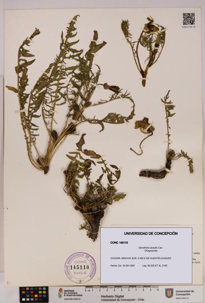 Oenothera acaulis [Espécimen: UDEC:CONC:0145110]