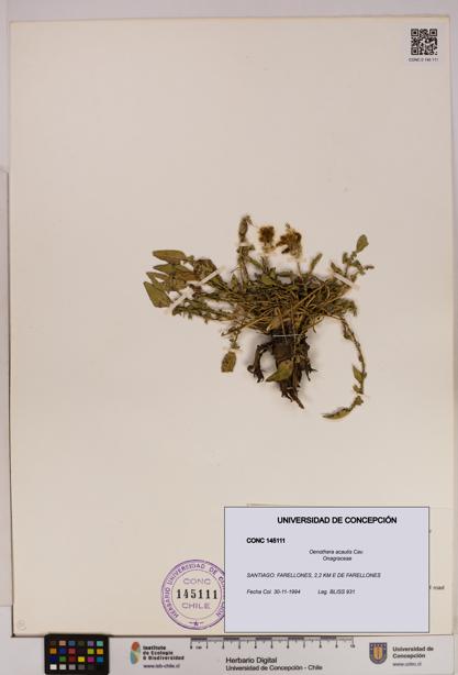 Oenothera acaulis [Espécimen: UDEC:CONC:0145111]