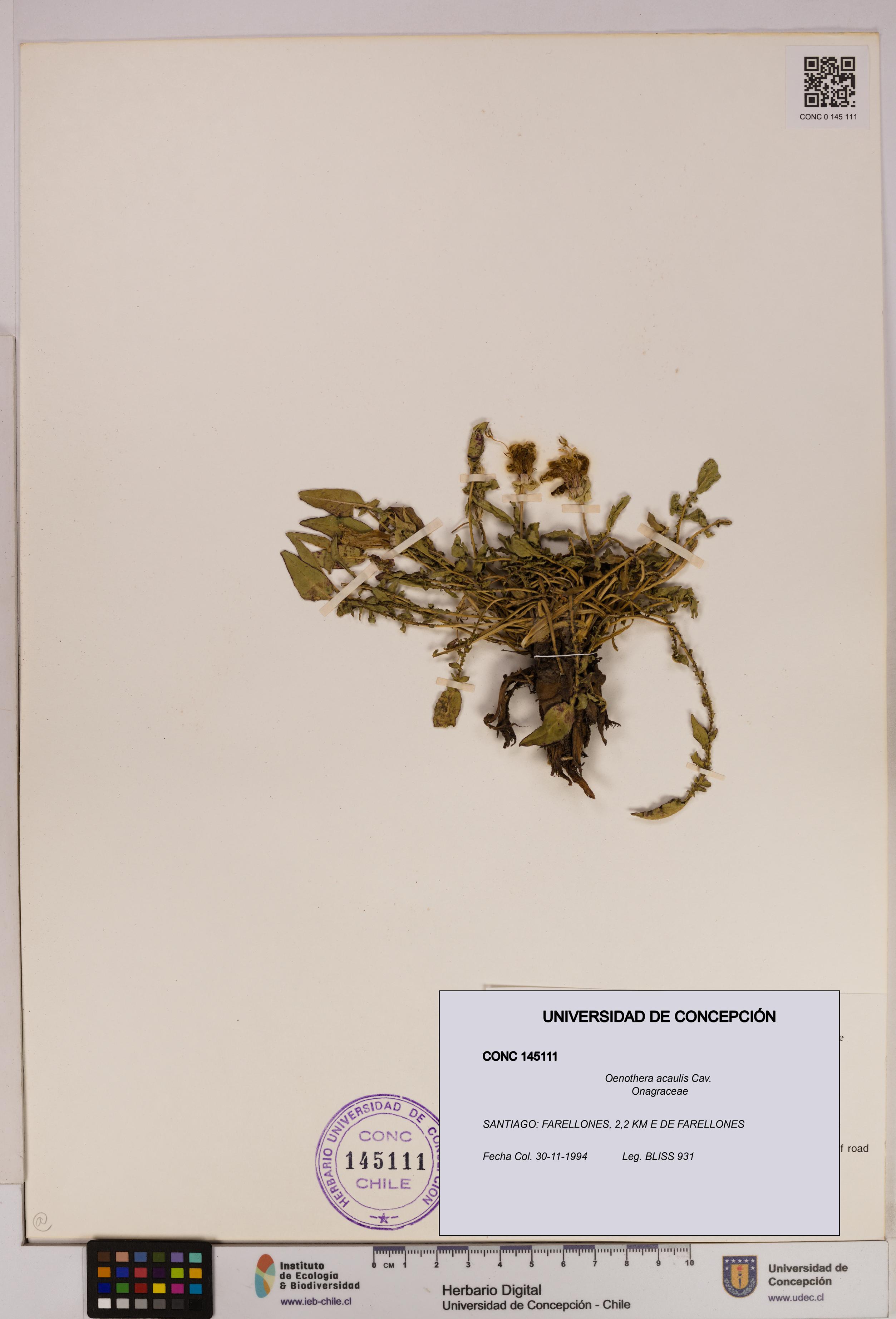 Oenothera acaulis [Espécimen: UDEC:CONC:0145111]