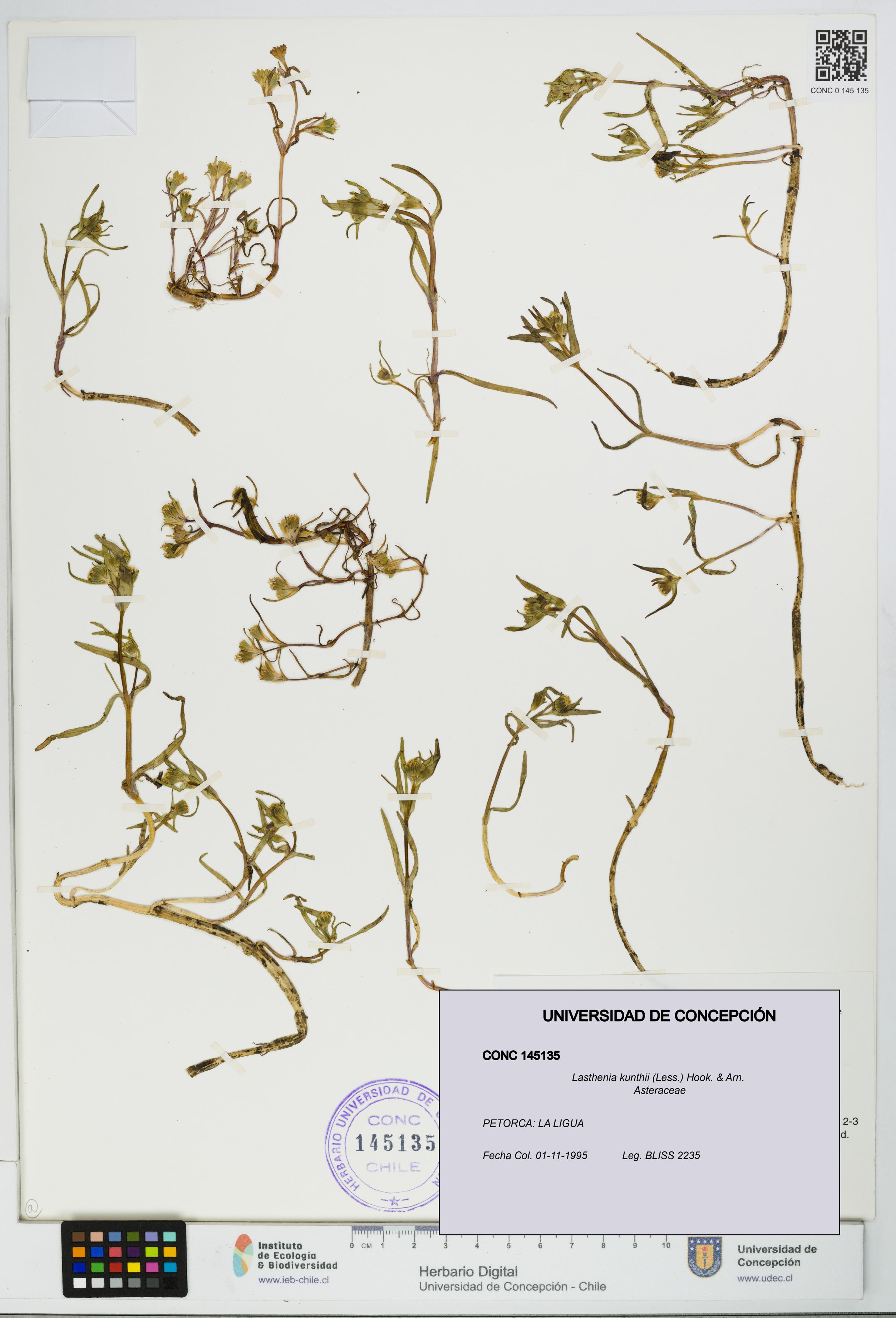 Lasthenia kunthii [Espécimen: UDEC:CONC:0145135]