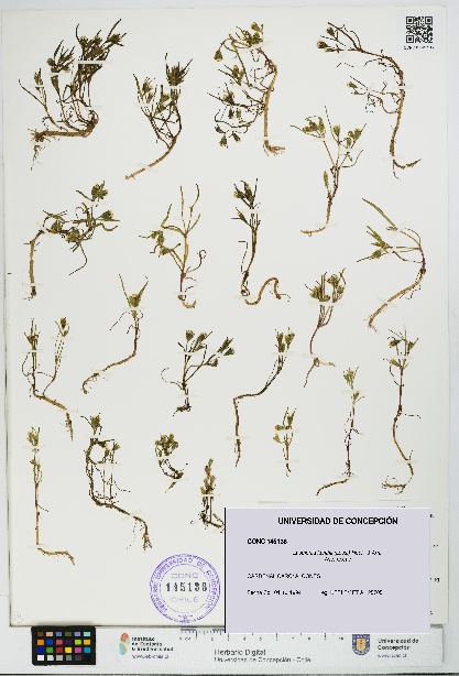 Lasthenia kunthii [Espécimen: UDEC:CONC:0145136]