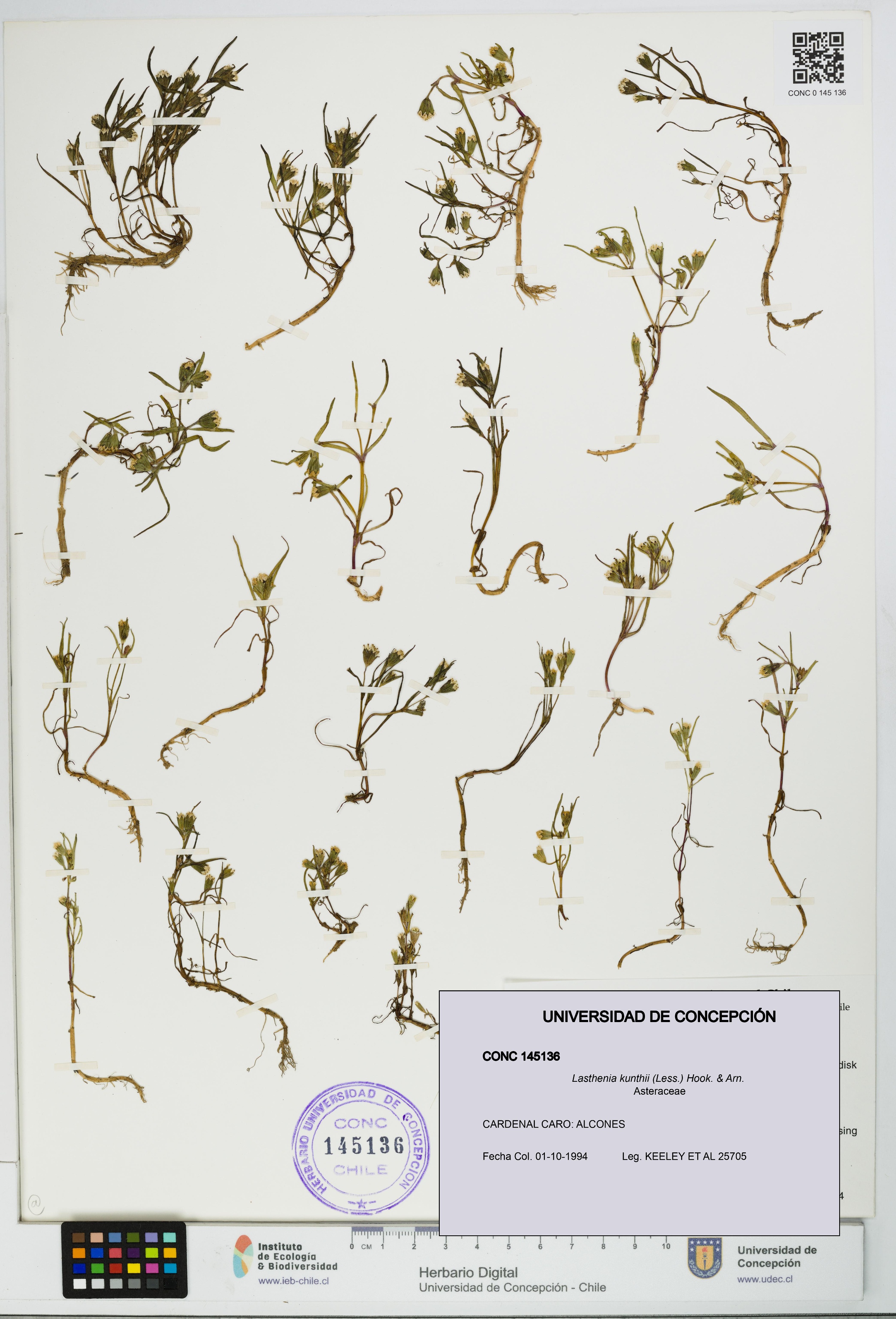 Lasthenia kunthii [Espécimen: UDEC:CONC:0145136]