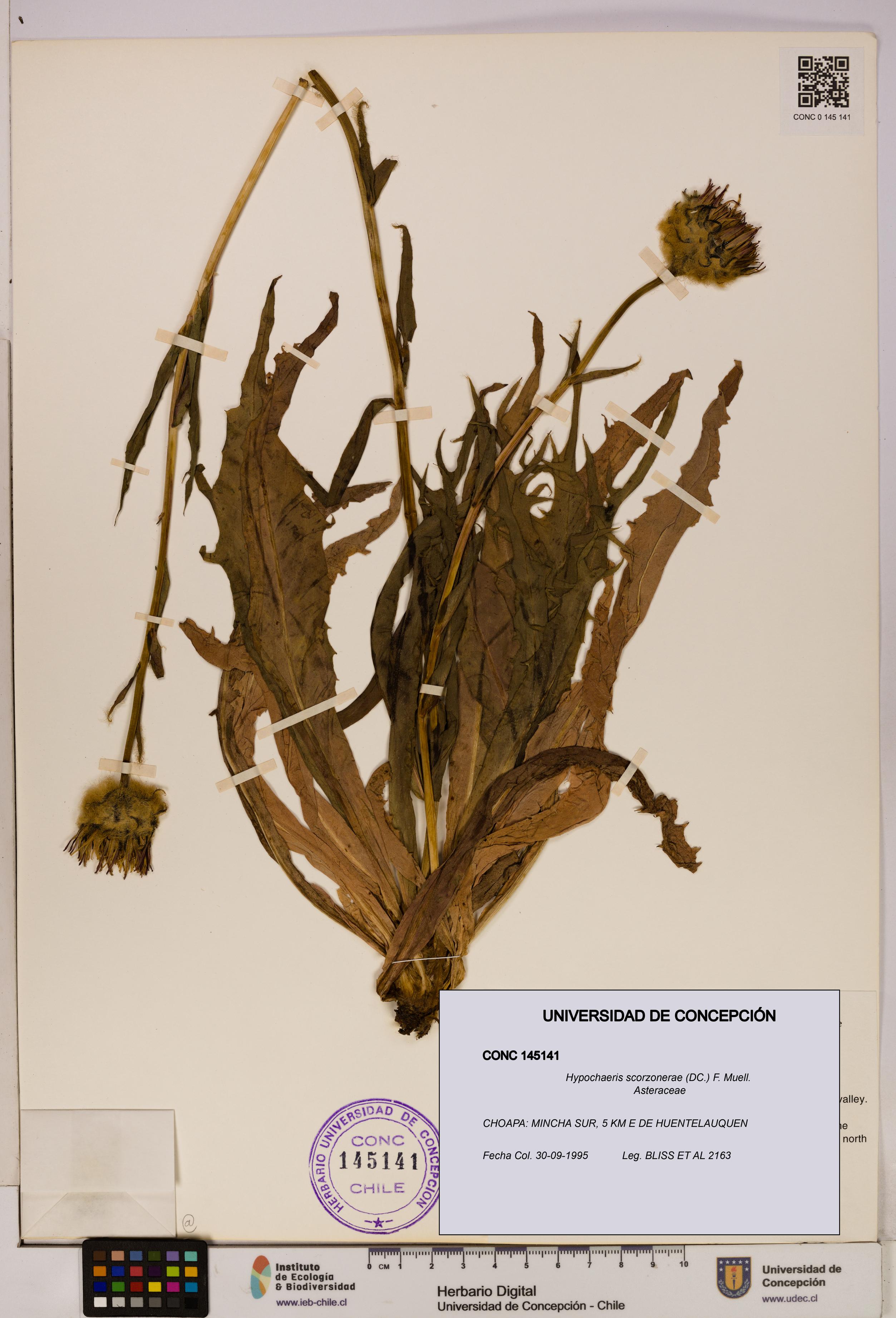 Hypochaeris scorzonerae [Espécimen: UDEC:CONC:0145141]