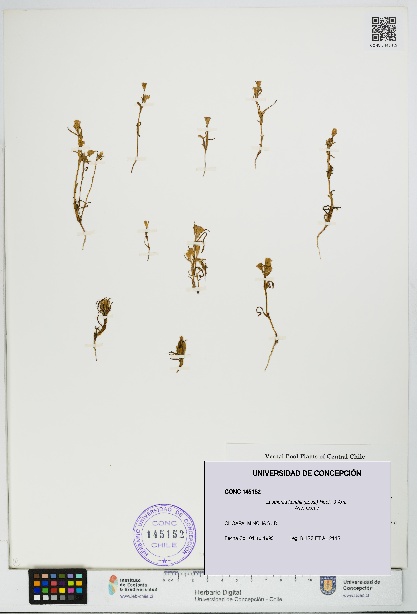 Lasthenia kunthii [Espécimen: UDEC:CONC:0145152]