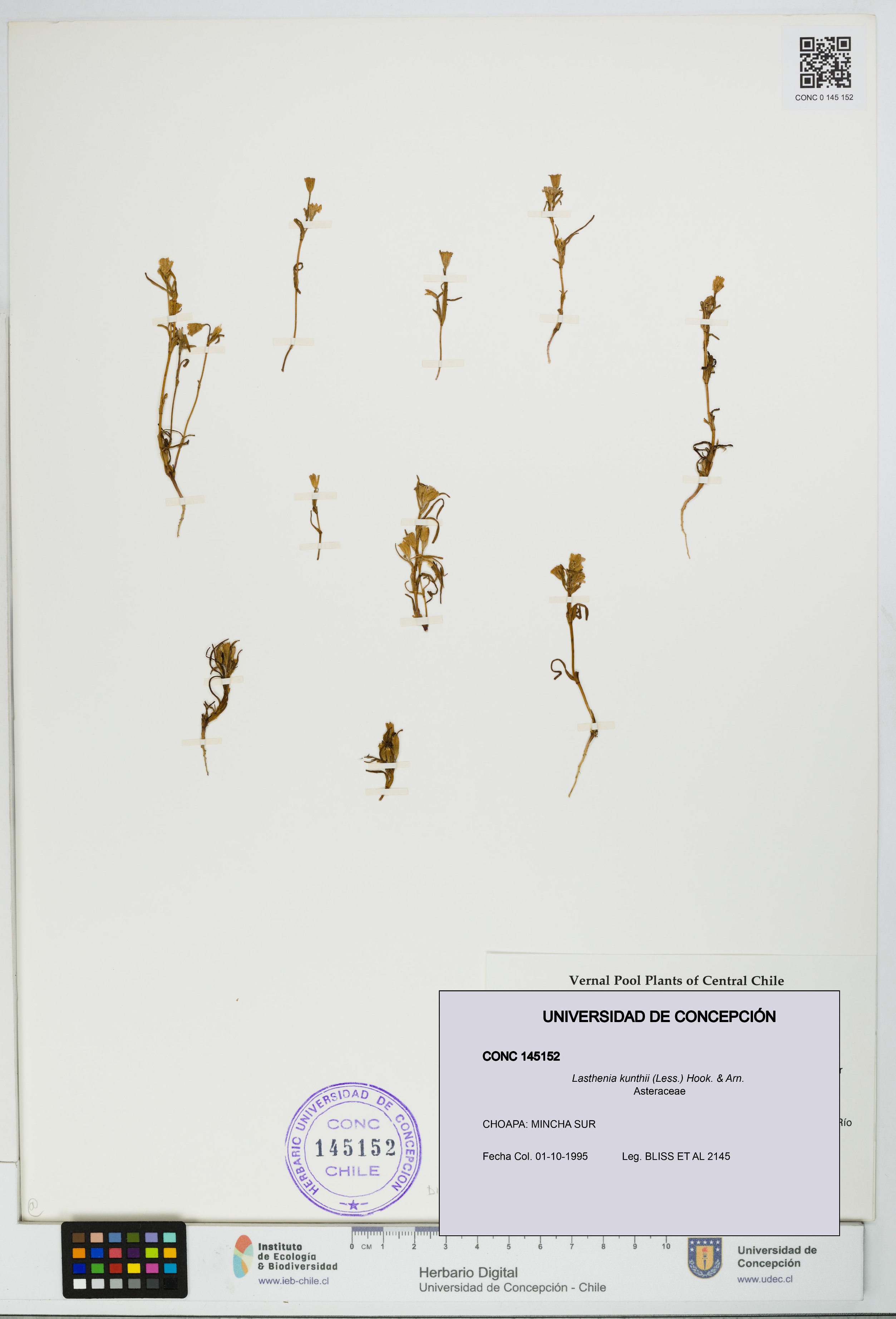 Lasthenia kunthii [Espécimen: UDEC:CONC:0145152]