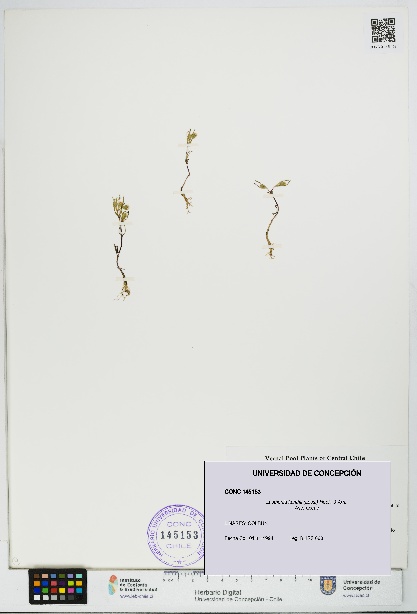 Lasthenia kunthii [Espécimen: UDEC:CONC:0145153]