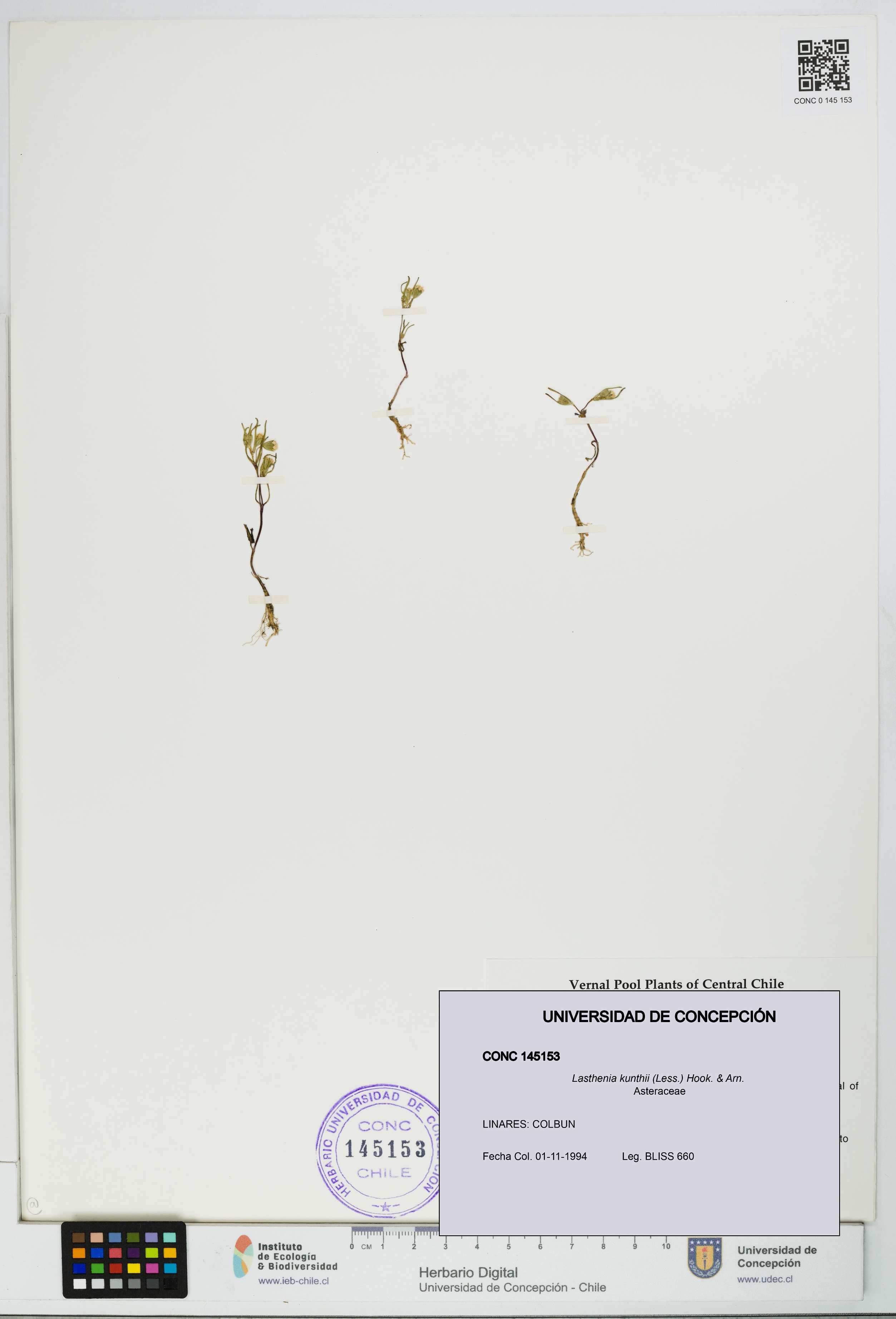 Lasthenia kunthii [Espécimen: UDEC:CONC:0145153]