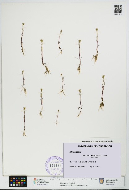 Lasthenia kunthii [Espécimen: UDEC:CONC:0145154]