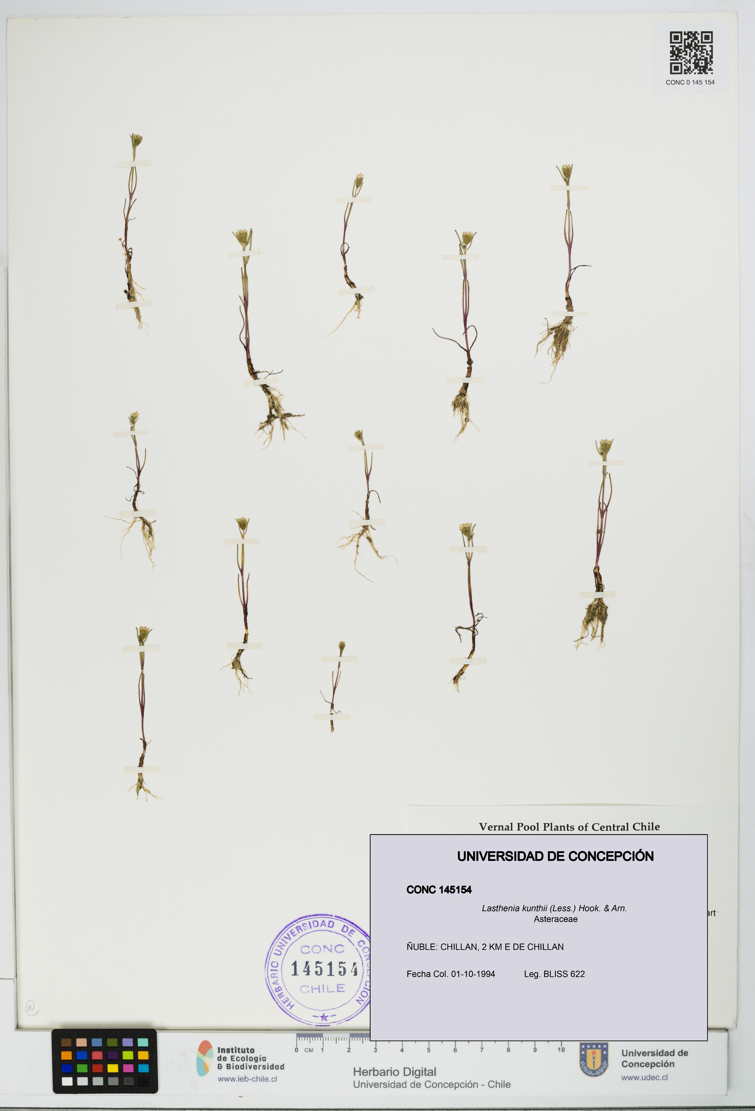 Lasthenia kunthii [Espécimen: UDEC:CONC:0145154]