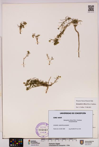 Spergularia villosa [Espécimen: UDEC:CONC:0145157]