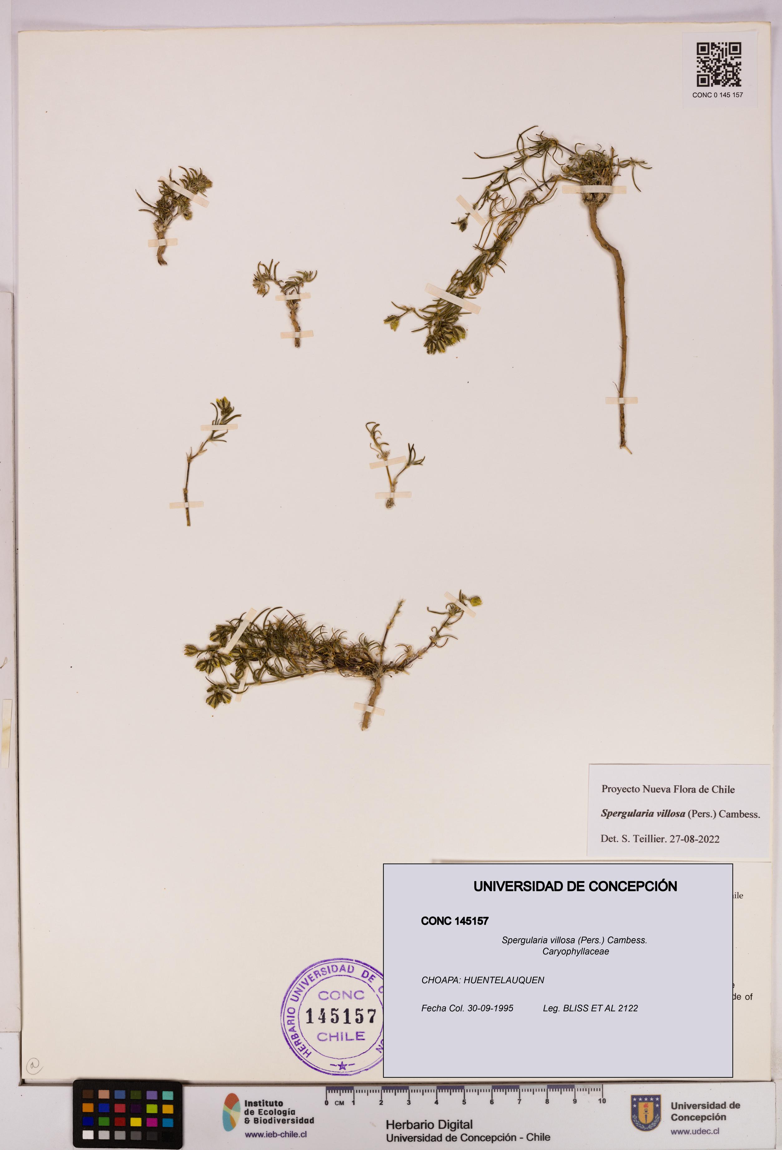 Spergularia villosa [Espécimen: UDEC:CONC:0145157]
