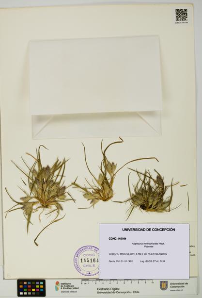 Alopecurus heleochloides [Espécimen: UDEC:CONC:0145164]