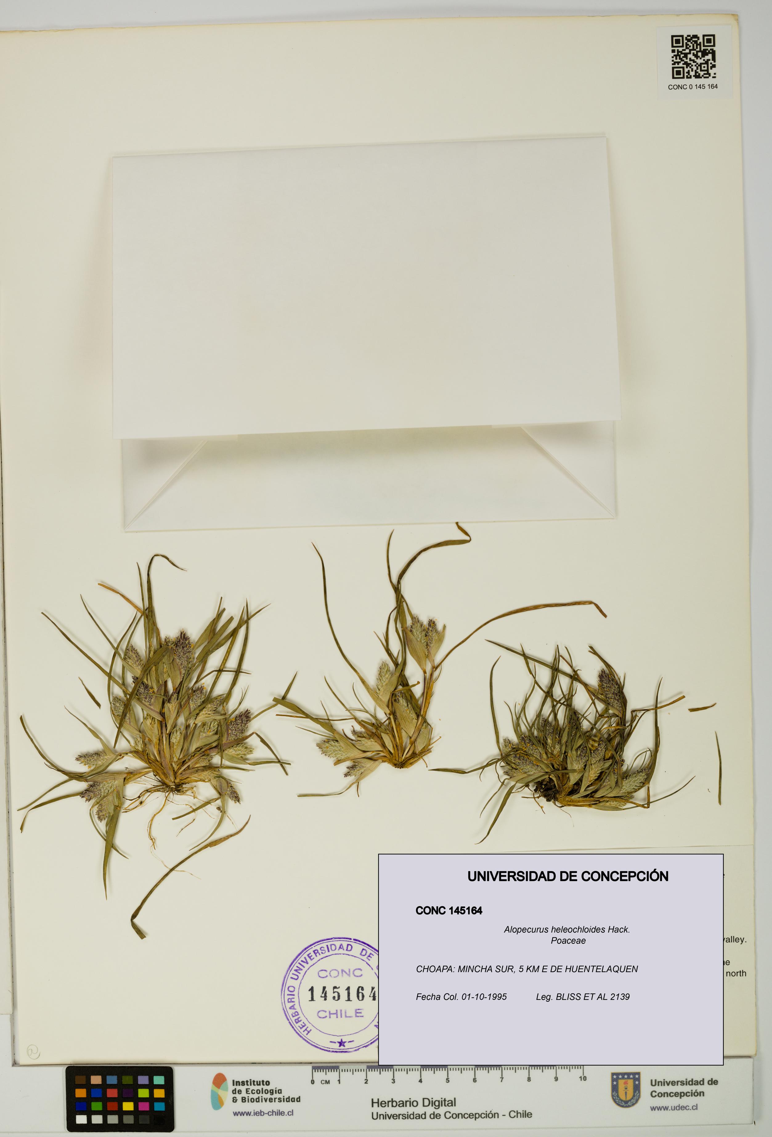 Alopecurus heleochloides [Espécimen: UDEC:CONC:0145164]