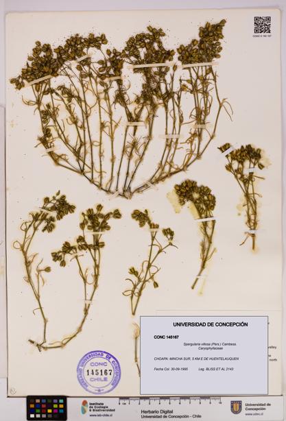 Spergularia villosa [Espécimen: UDEC:CONC:0145167]