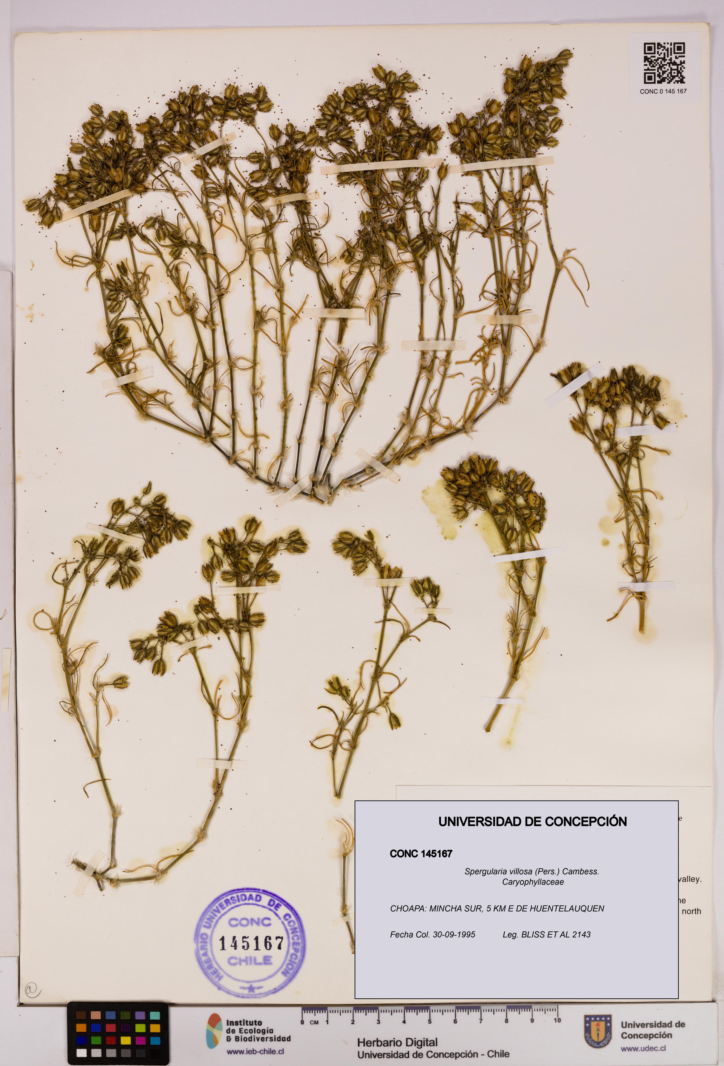 Spergularia villosa [Espécimen: UDEC:CONC:0145167]