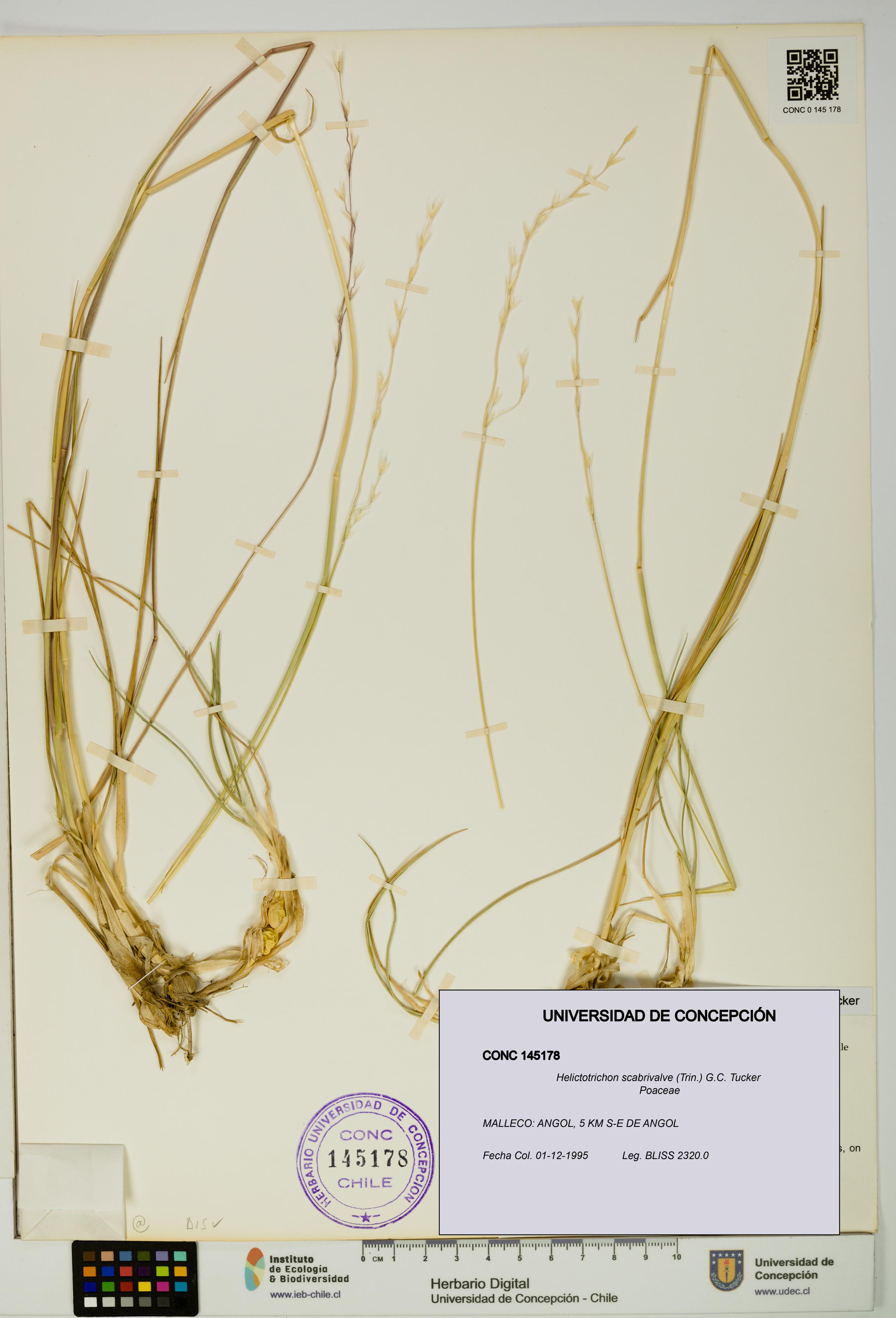 Helictotrichon scabrivalve [Espécimen: UDEC:CONC:0145178]