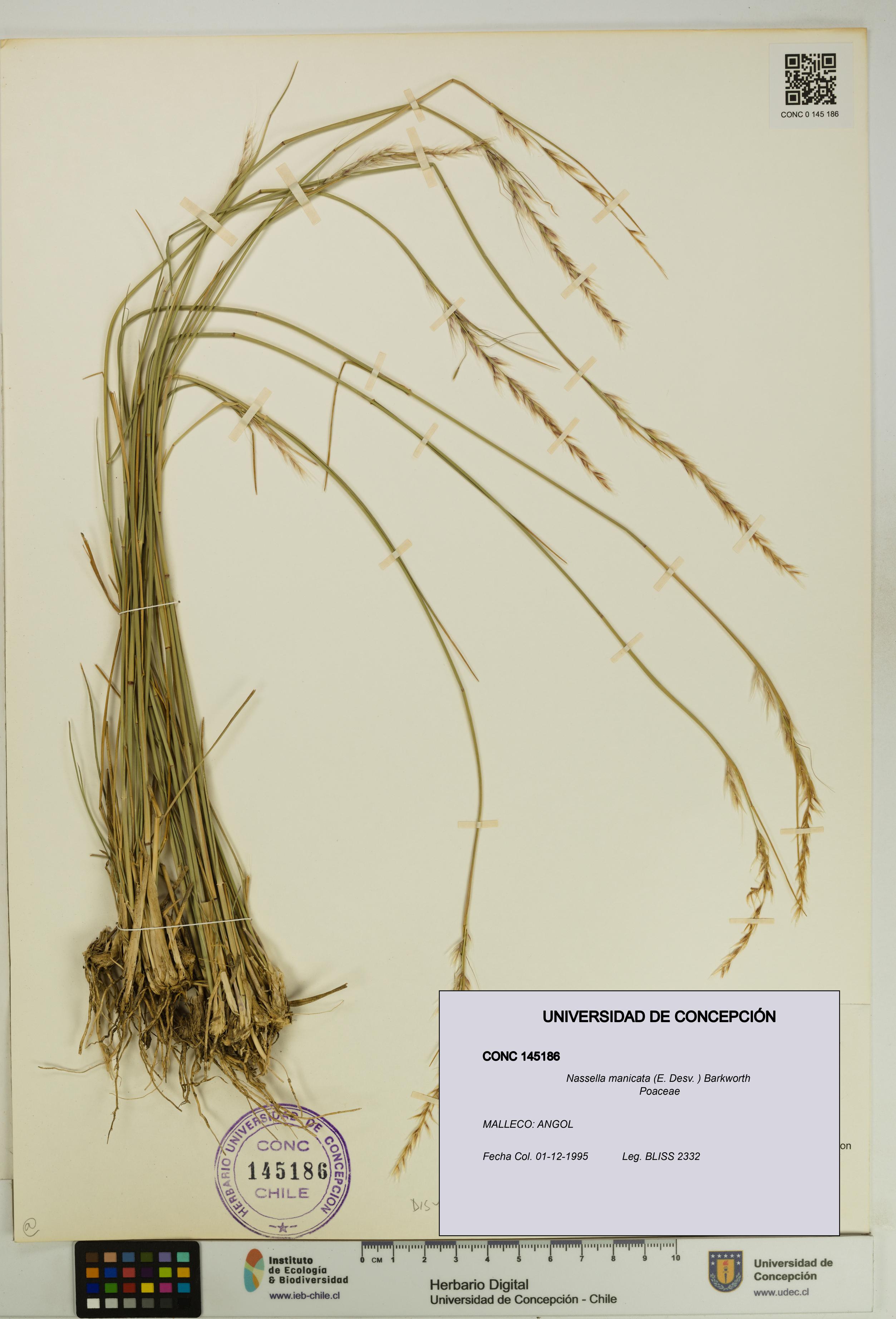 Nassella manicata [Espécimen: UDEC:CONC:0145186]