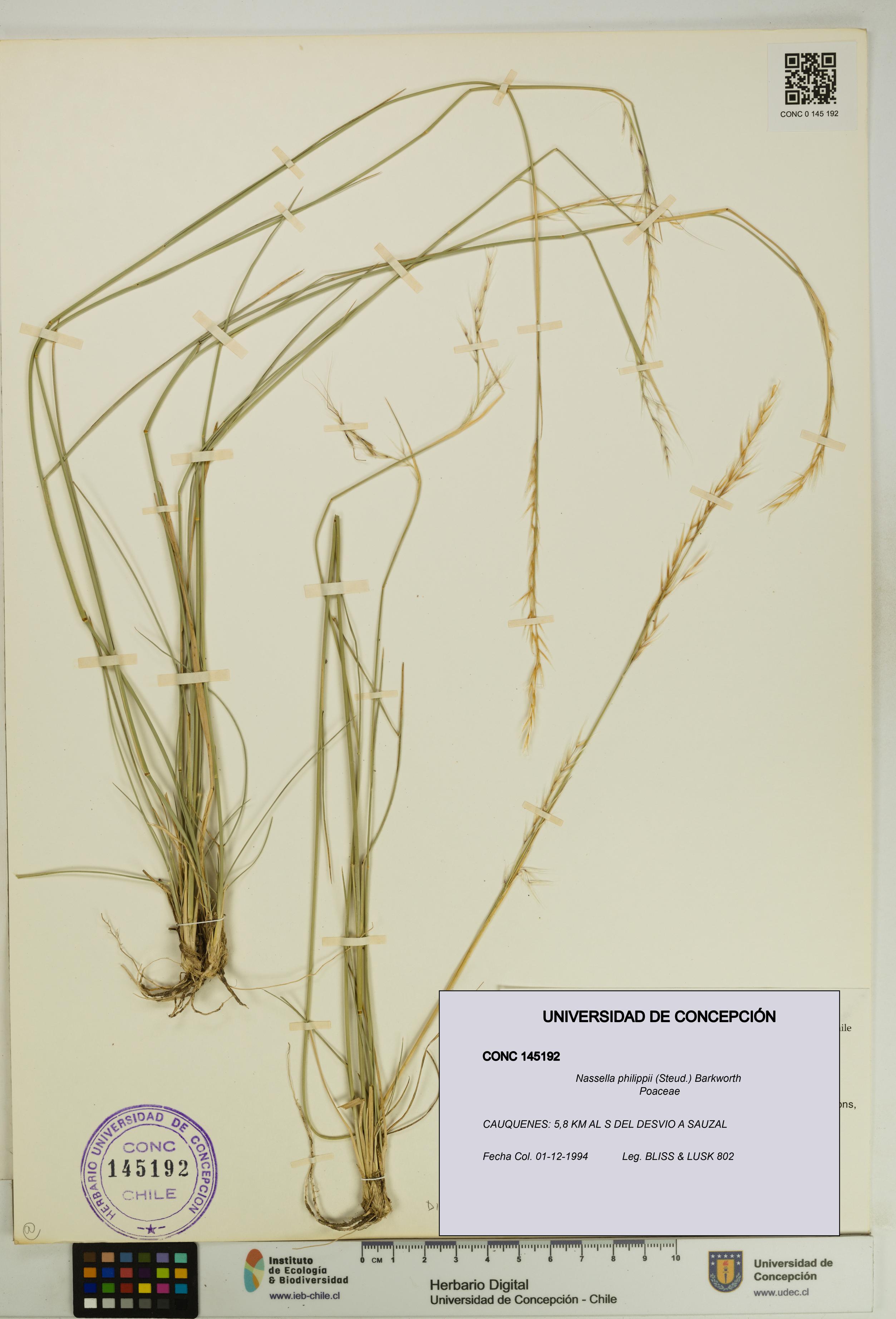 Nassella philippii [Espécimen: UDEC:CONC:0145192]