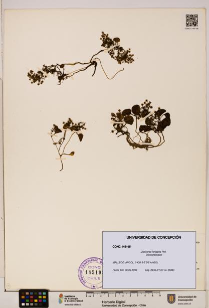 Dioscorea longipes [Espécimen: ]