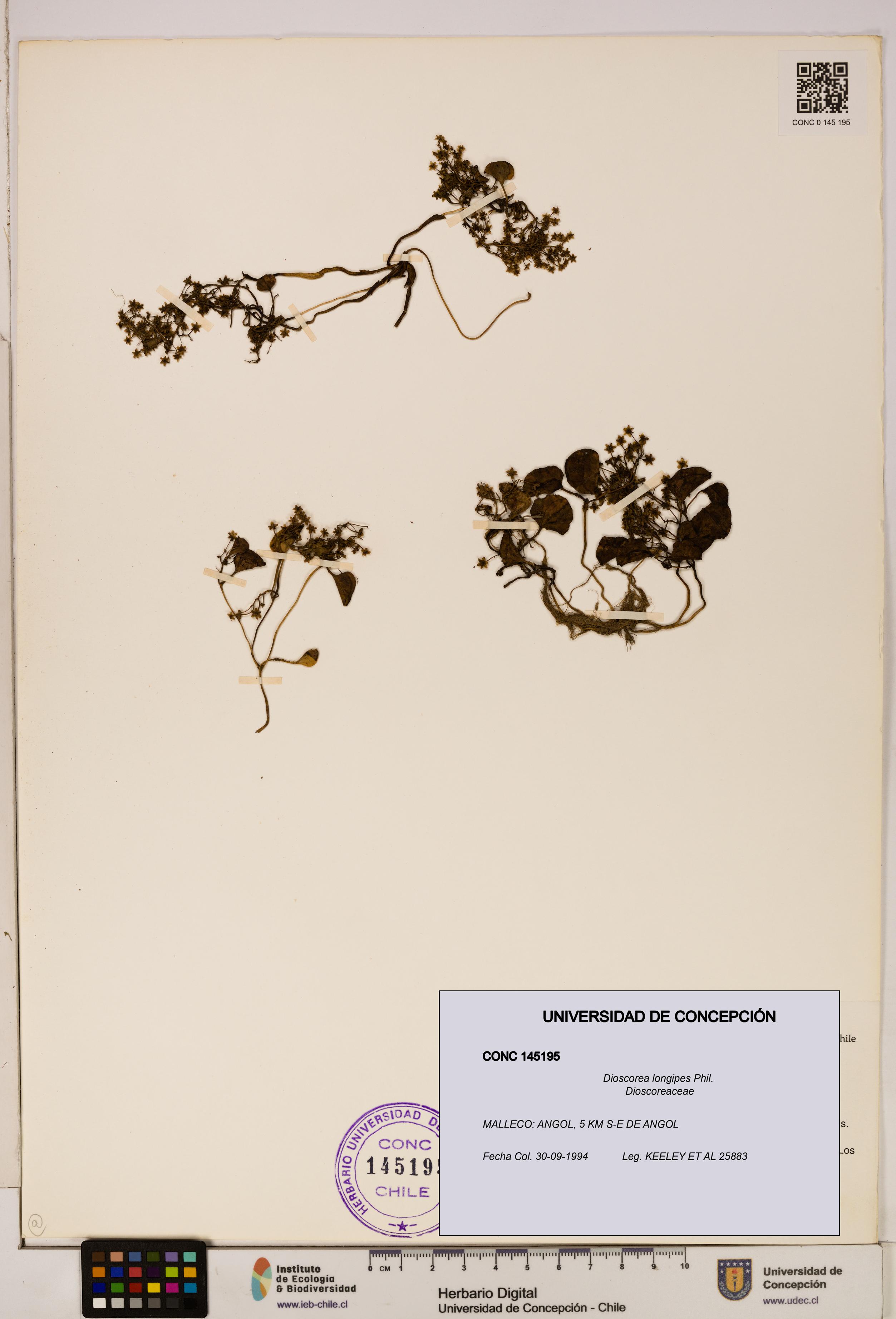Dioscorea longipes [Espécimen: ]
