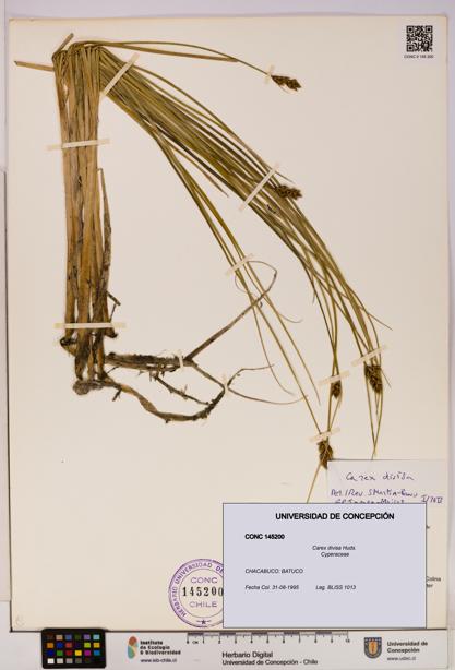 Carex divisa [Espécimen: UDEC:CONC:0145200]