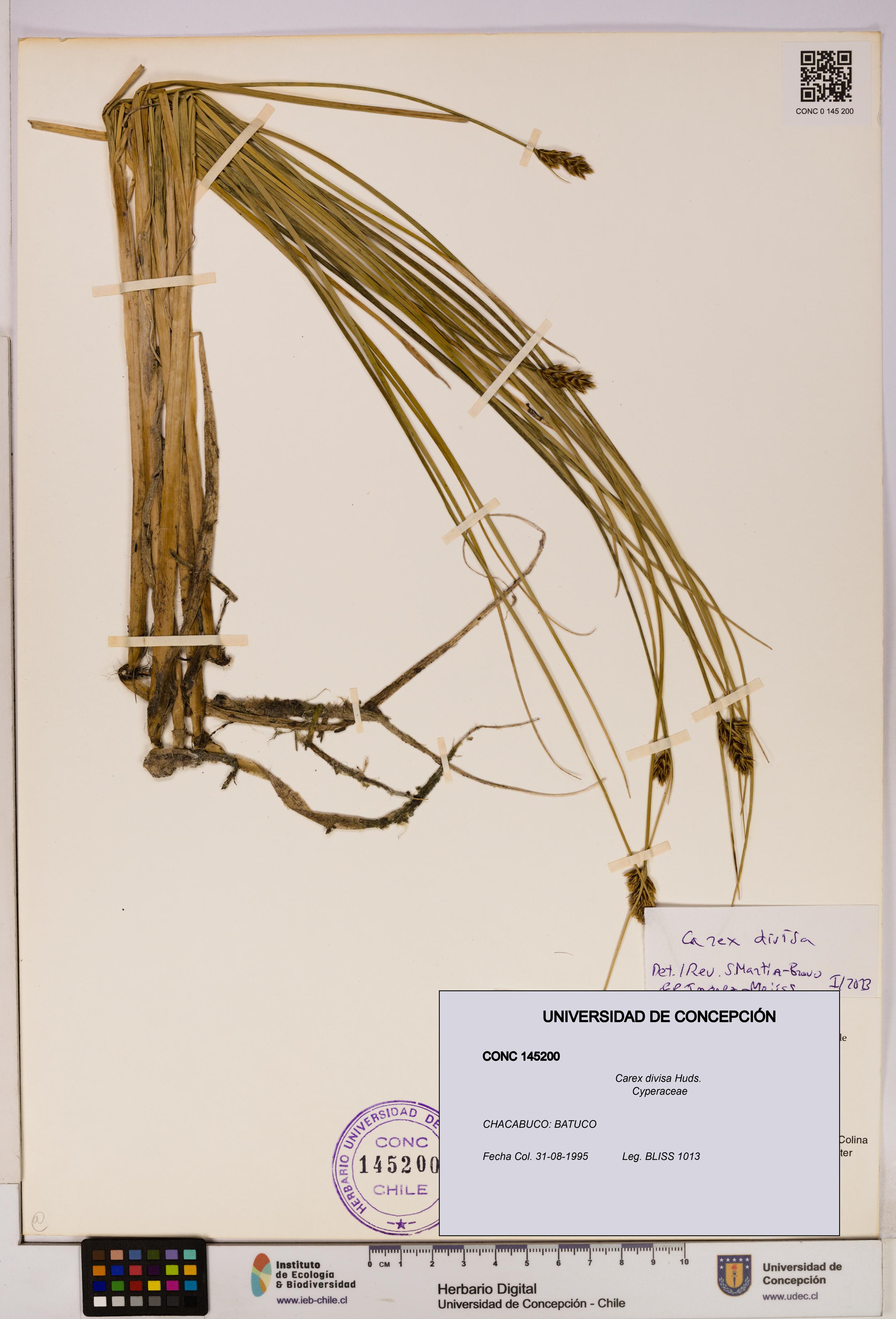 Carex divisa [Espécimen: UDEC:CONC:0145200]