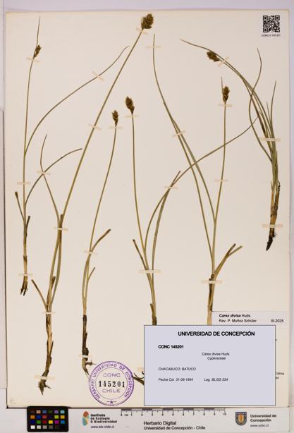Carex divisa [Espécimen: UDEC:CONC:0145201]