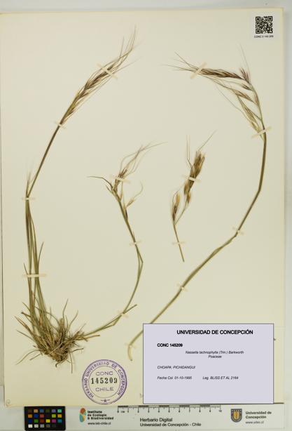 Nassella lachnophylla [Espécimen: UDEC:CONC:0145209]