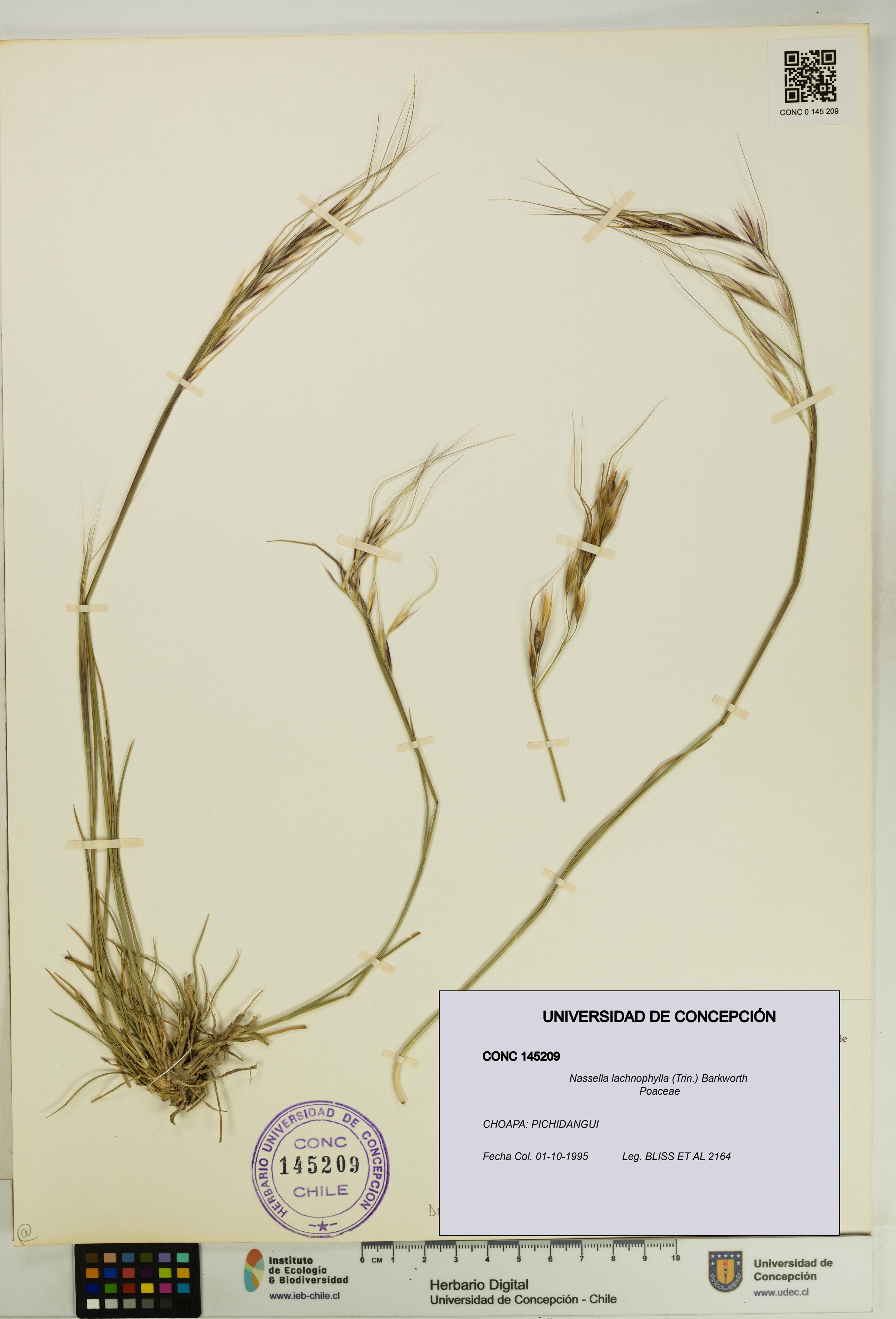 Nassella lachnophylla [Espécimen: UDEC:CONC:0145209]