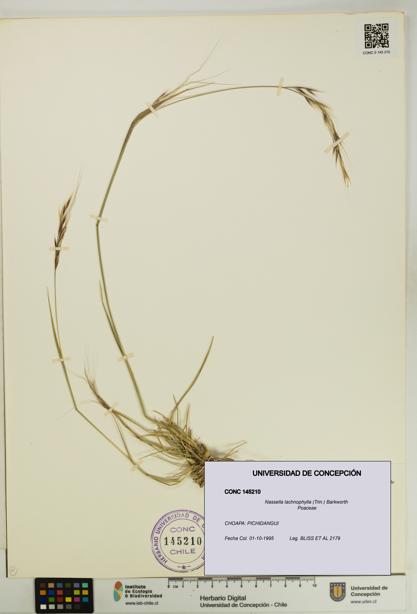 Nassella lachnophylla [Espécimen: UDEC:CONC:0145210]