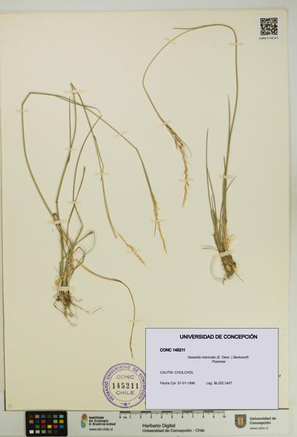 Nassella manicata [Espécimen: UDEC:CONC:0145211]