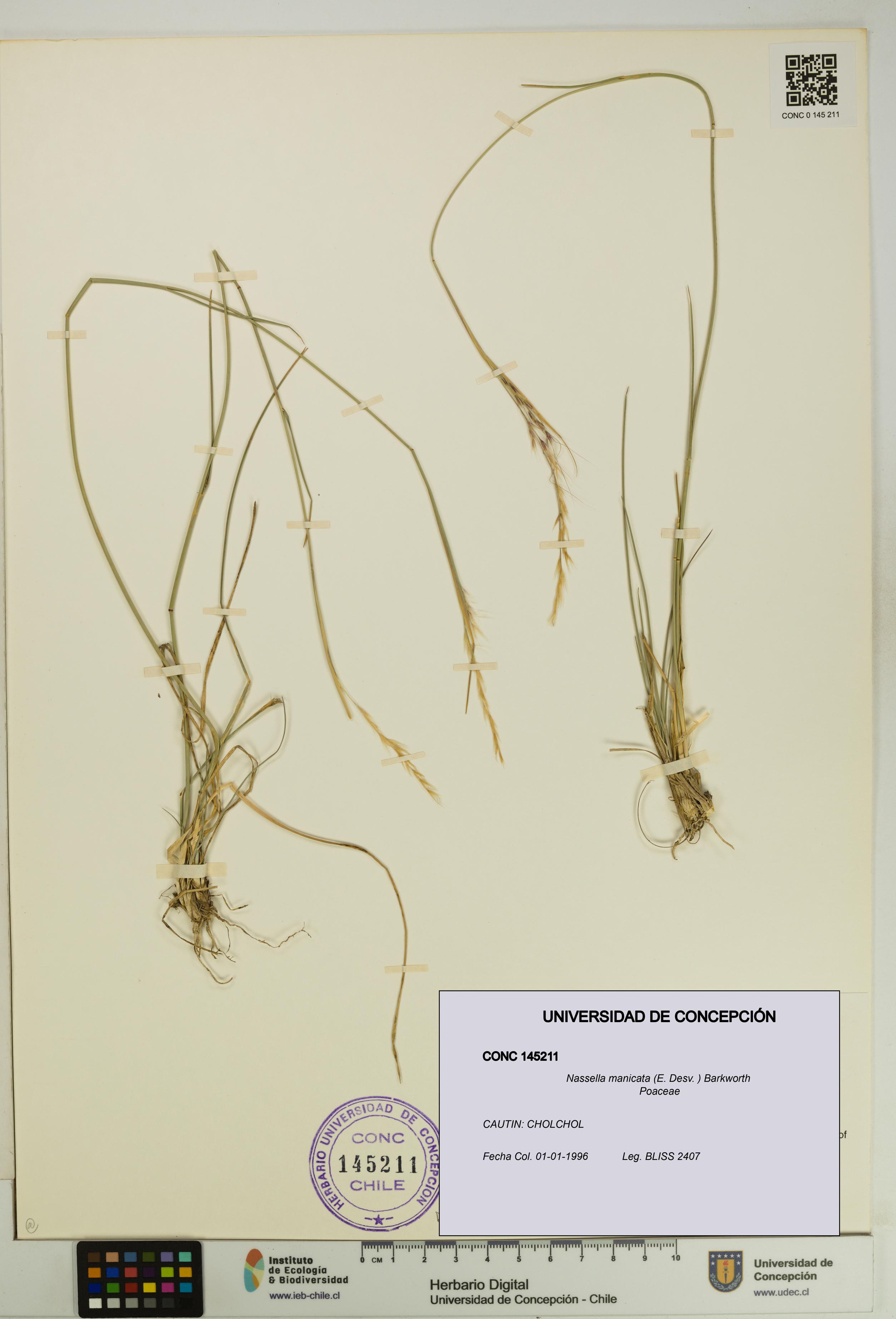 Nassella manicata [Espécimen: UDEC:CONC:0145211]