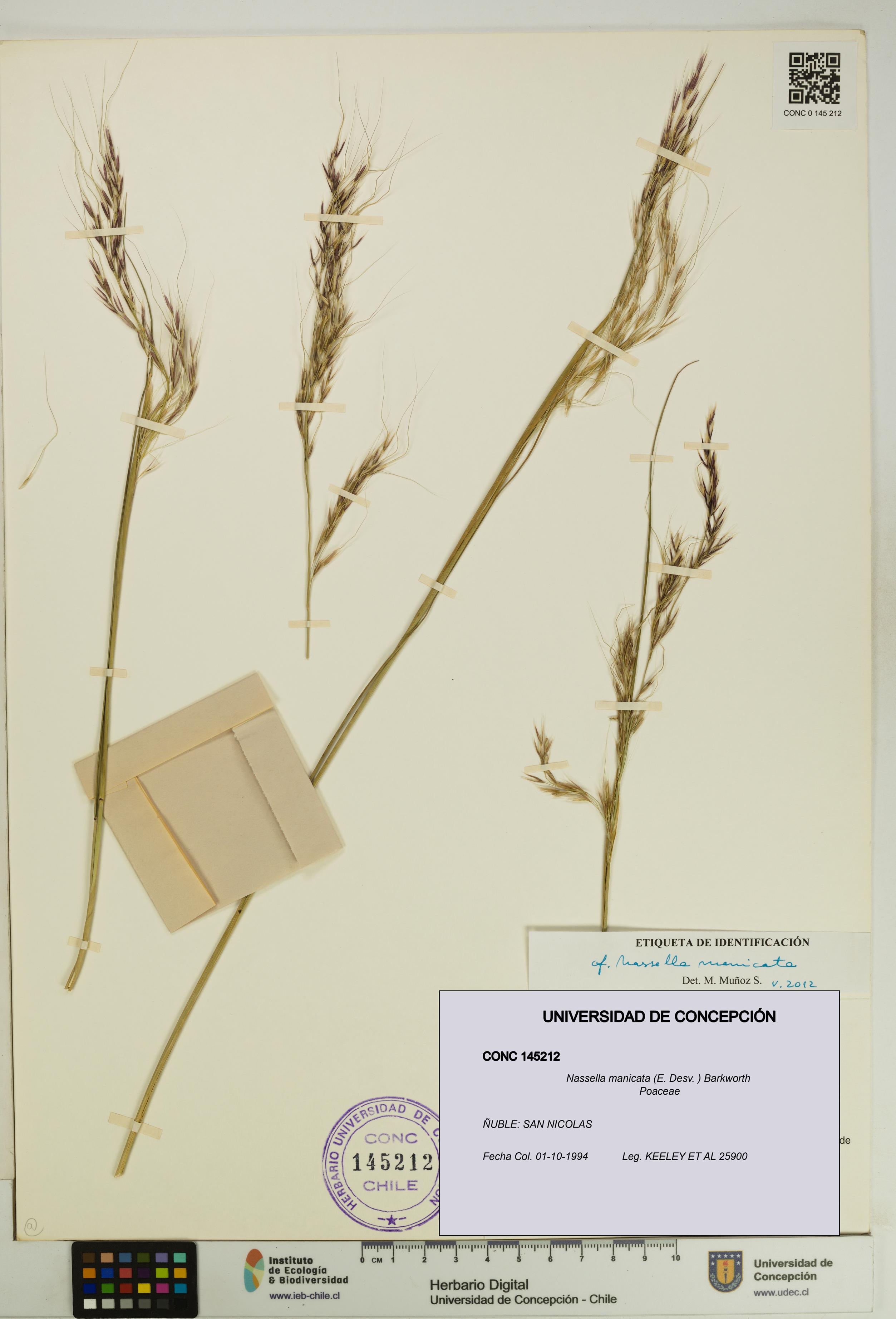 Nassella manicata [Espécimen: UDEC:CONC:0145212]
