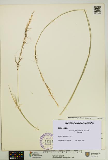Nassella philippii [Espécimen: UDEC:CONC:0145213]