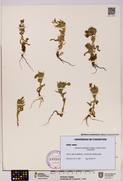 Epilobium subdentatum [Espécimen: UDEC:CONC:0145247]