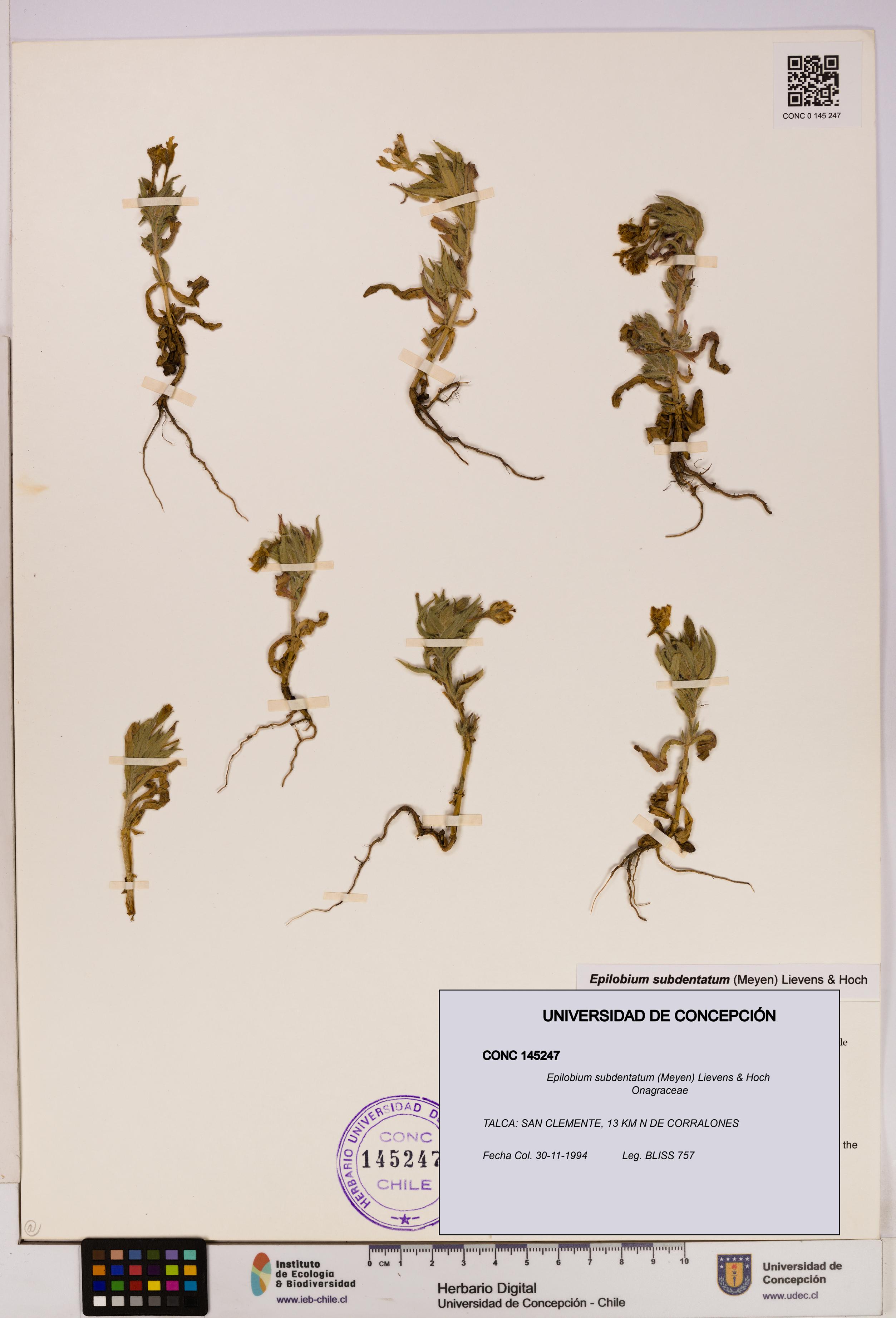 Epilobium subdentatum [Espécimen: UDEC:CONC:0145247]