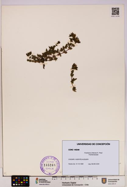 Frankenia chilensis [Espécimen: UDEC:CONC:0145248]