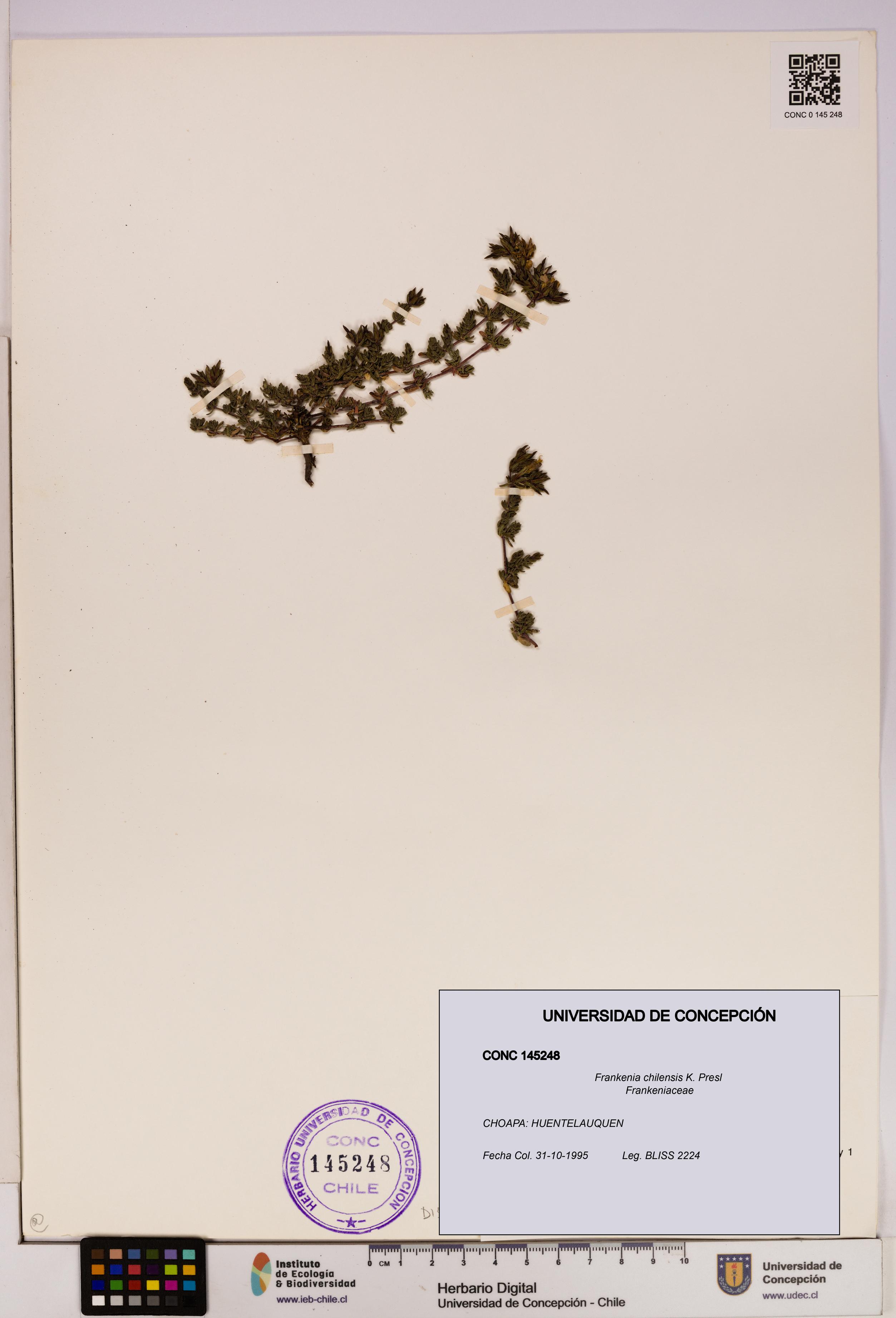Frankenia chilensis [Espécimen: UDEC:CONC:0145248]