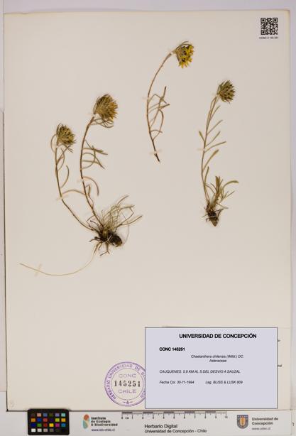 Chaetanthera chilensis [Espécimen: UDEC:CONC:0145251]