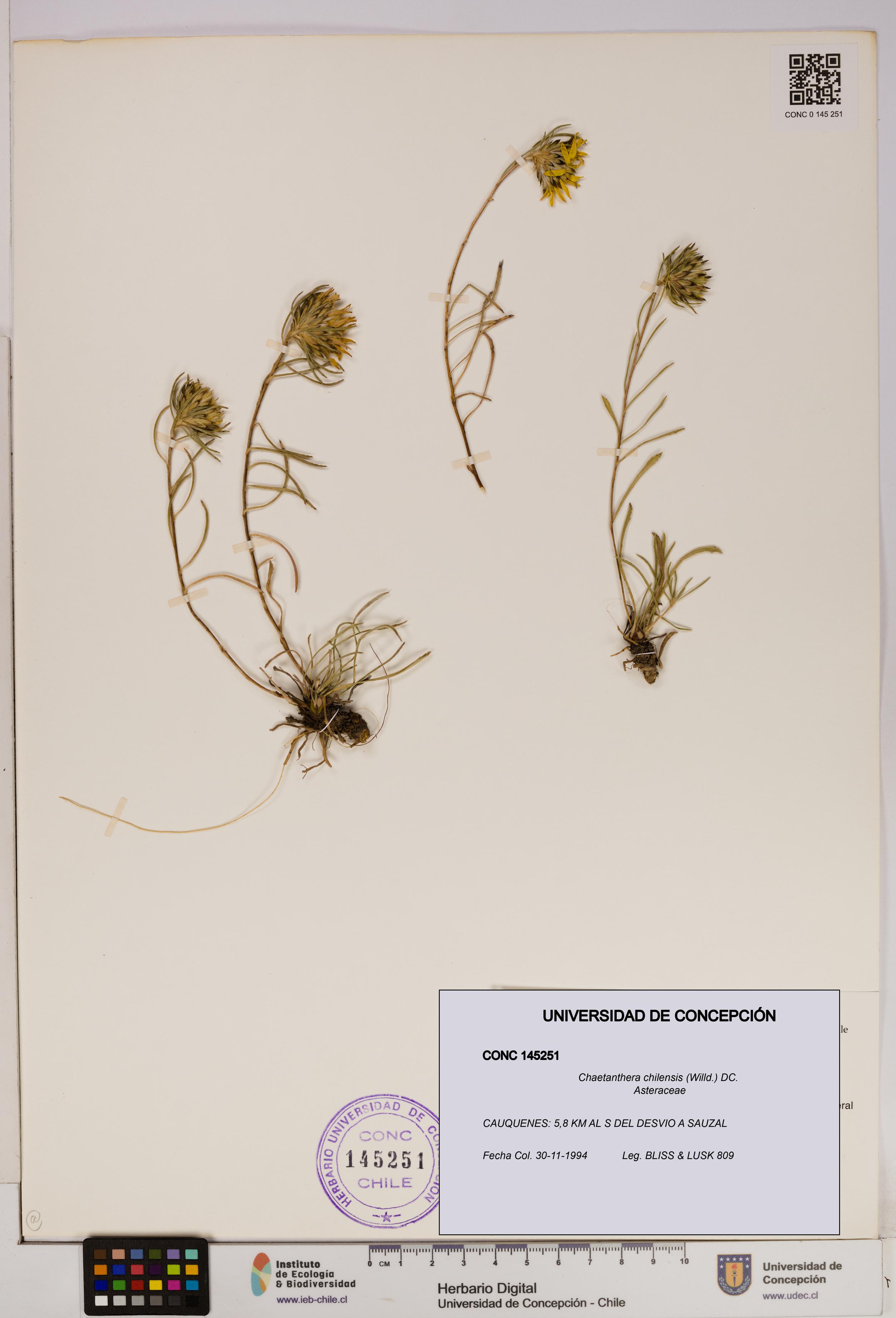 Chaetanthera chilensis [Espécimen: UDEC:CONC:0145251]