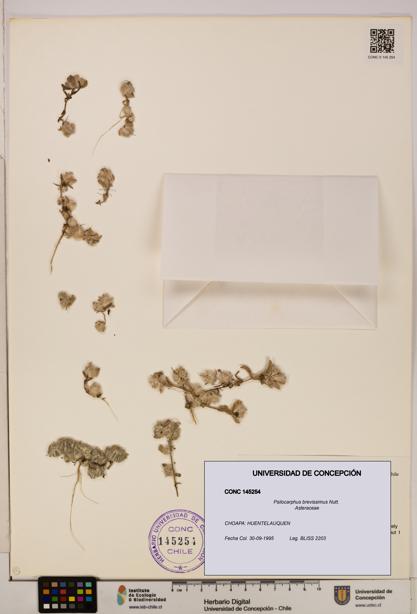 Psilocarphus brevissimus [Espécimen: ]