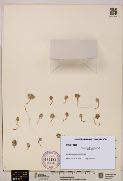 Psilocarphus brevissimus [Espécimen: ]