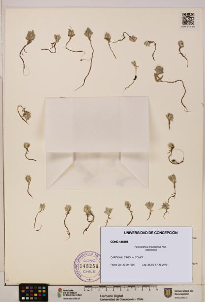 Psilocarphus brevissimus [Espécimen: ]